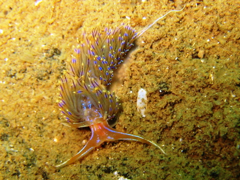ウミウシ ウミウシ