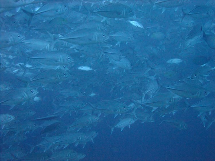 沈船 と魚9